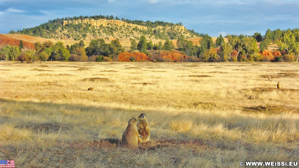 Prairie Dog Town. Prairie Dog Town - Devils Tower National Monument. - Landschaft, Tiere, Bäume, Devils Tower, Devils Tower National Monument, Wyoming, Prairie Dog Town, Präriehunde - (Devils Tower, Wyoming, Vereinigte Staaten)