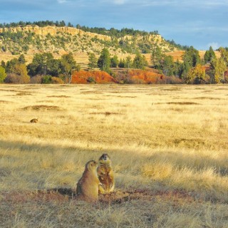 Prairie Dog Town. Prairie Dog Town - Devils Tower National Monument. - Landschaft, Tiere, Bäume, Devils Tower, Devils Tower National Monument, Wyoming, Prairie Dog Town, Präriehunde - (Devils Tower, Wyoming, Vereinigte Staaten)