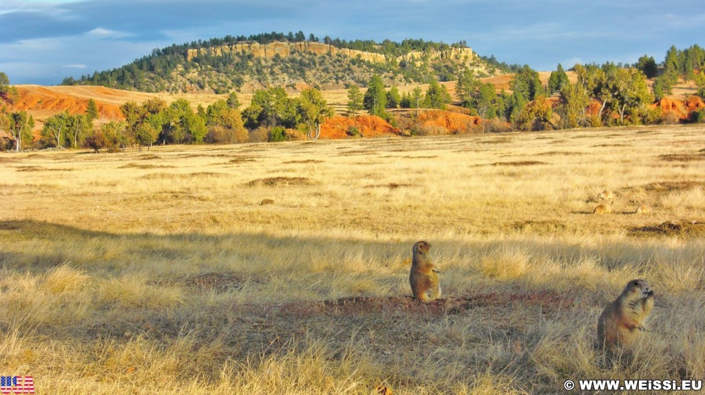 Prairie Dog Town. Prairie Dog Town - Devils Tower National Monument. - Tiere, Bäume, Devils Tower, Devils Tower National Monument, Wyoming, Prairie Dog Town, Präriehunde - (Devils Tower, Wyoming, Vereinigte Staaten)