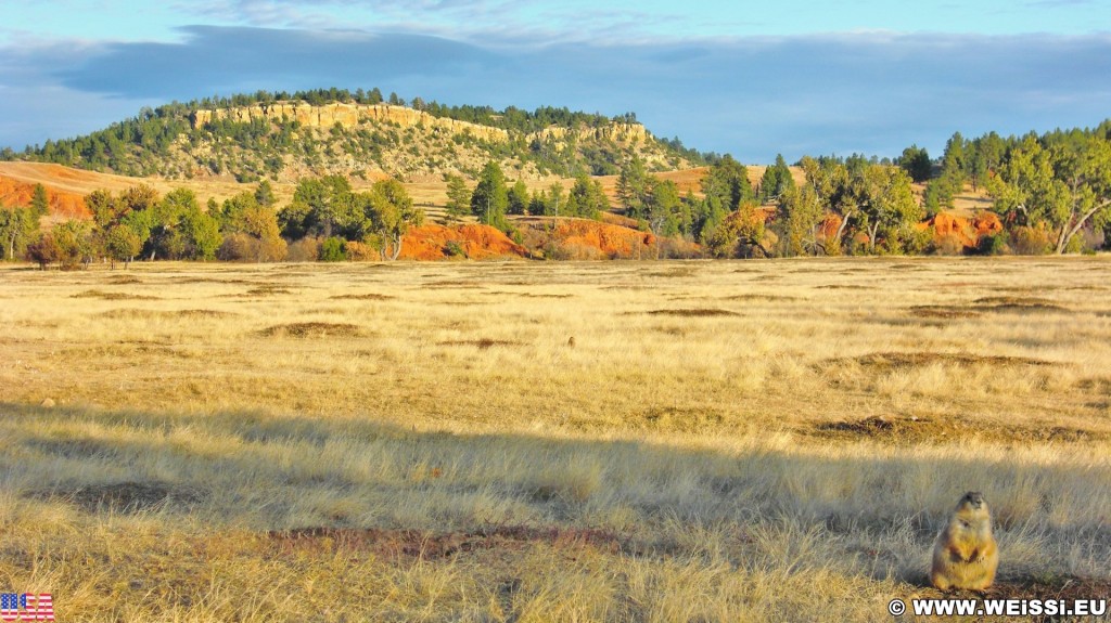 Prairie Dog Town. Prairie Dog Town - Devils Tower National Monument. - Landschaft, Tiere, Bäume, Devils Tower, Devils Tower National Monument, Wyoming, Prairie Dog Town, Präriehunde - (Devils Tower, Wyoming, Vereinigte Staaten)