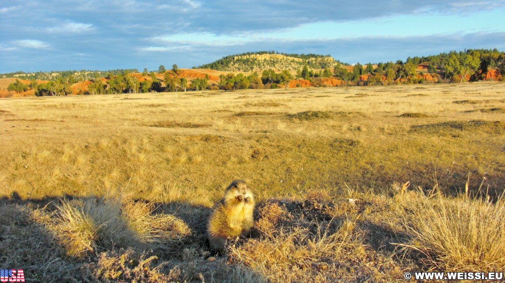 Prairie Dog Town. Prairie Dog Town - Devils Tower National Monument. - Landschaft, Tiere, Bäume, Devils Tower, Devils Tower National Monument, Wyoming, Prairie Dog Town, Präriehunde - (Devils Tower, Wyoming, Vereinigte Staaten)