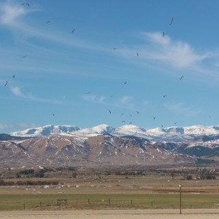 On the Road. Bighorn Mountains - On the Road. - Vogel, Landschaft, Interstate 90, I-90, Bighorn Mountains, Berge, Schnee, Highway, Bighorn National Forest - (Buffalo, Wyoming, Vereinigte Staaten)