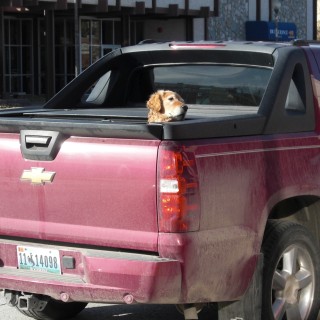 Main Street Cody. Wohlfühlambiemte auf dem Pick-up - Main Street Cody. - Auto, Chevrolet, Tiere, Sheridan Ave, Main Street, Hund, Pickup - (Cody, Wyoming, Vereinigte Staaten)