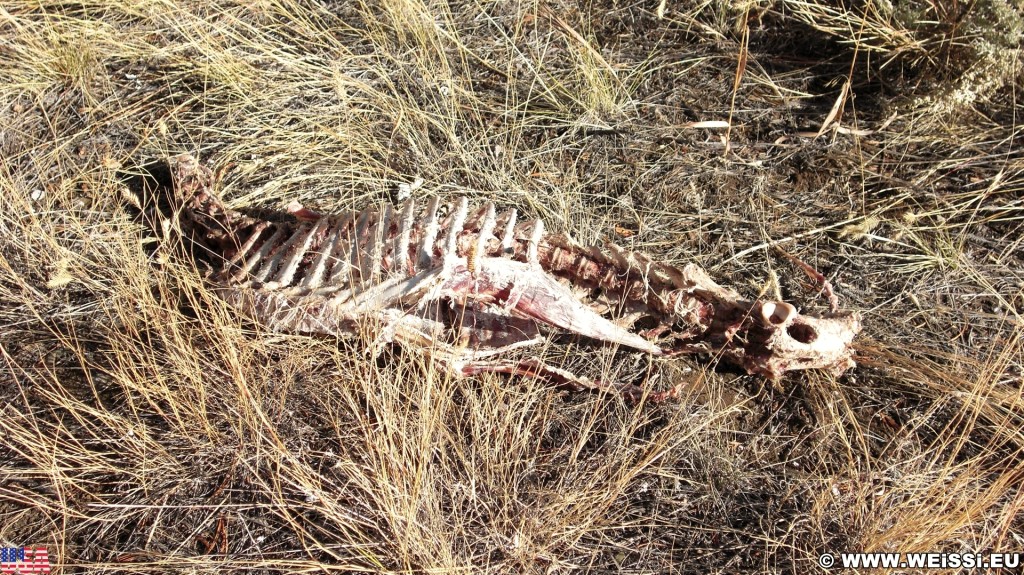Totes Tier. Skelett eines Rehs am Buffalo Bill Cody Scenic Byway. - Tiere, Skelett, Wapiti Valley, Buffalo Bill Cody Scenic Byway, Reh - (Wapiti, Cody, Wyoming, Vereinigte Staaten)