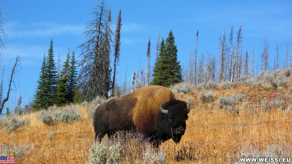 Bison im Yellowstone-Nationalpark. - Tier, Tiere, Bison, Büffel, Bisons, Bulle - (Lake, Yellowstone National Park, Wyoming, Vereinigte Staaten)