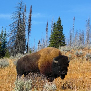 Bison im Yellowstone-Nationalpark. - Tier, Tiere, Bison, Büffel, Bisons, Bulle - (Lake, Yellowstone National Park, Wyoming, Vereinigte Staaten)