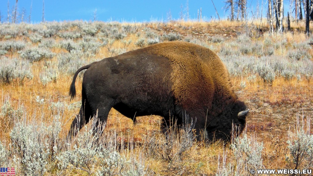 Bison im Yellowstone-Nationalpark. - Tier, Tiere, Bison, Büffel, Bisons, Bulle - (Lake, Yellowstone National Park, Wyoming, Vereinigte Staaten)