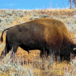 Bison im Yellowstone-Nationalpark. - Tier, Tiere, Bison, Büffel, Bisons, Bulle - (Lake, Yellowstone National Park, Wyoming, Vereinigte Staaten)