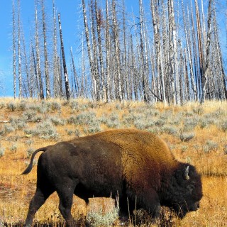 Bison im Yellowstone-Nationalpark. - Tier, Tiere, Bison, Büffel, Bisons, Bulle - (Lake, Yellowstone National Park, Wyoming, Vereinigte Staaten)