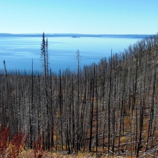 Lake Butte Overlook - Yellowstone-Nationalpark. - Bäume, See, Aussichtspunkt, Wasser, Lake Butte Overlook, Yellowstone Lake - (Lake, Yellowstone National Park, Wyoming, Vereinigte Staaten)
