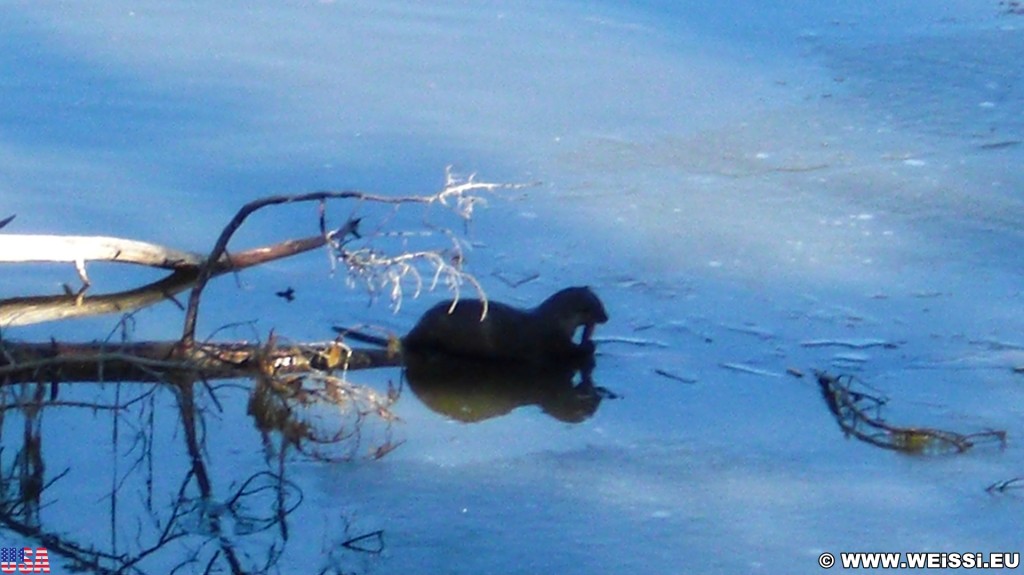 Yellowstone-Nationalpark. Holmes Point - Yellowstone-Nationalpark. - Tiere, Aussichtspunkt, Wasser, Yellowstone Lake, Holmes Point, Eis, Otter - (Lake, Yellowstone National Park, Wyoming, Vereinigte Staaten)