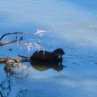 Yellowstone-Nationalpark. Holmes Point - Yellowstone-Nationalpark. - Tiere, Aussichtspunkt, Wasser, Yellowstone Lake, Holmes Point, Eis, Otter - (Lake, Yellowstone National Park, Wyoming, Vereinigte Staaten)
