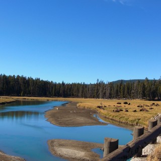 Yellowstone-Nationalpark. Pelican Valley - Yellowstone-Nationalpark. - Bäume, Fluss, Wasser, Büffel, Bisons, Yellowstone Lake, Pelican Valley, Herde, Pelican Creek, Flussbett, Ufer - (Lake, Yellowstone National Park, Wyoming, Vereinigte Staaten)