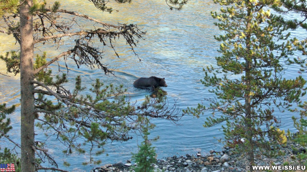 Yellowstone-Nationalpark. Grizzlybär im Yellowstone-Nationalpark. - Tier, Tiere, Bäume, Bar, Wasser, Ufer, Yellowstone River, Grizzlybär, Grizzly, Raubtier, Braunbär, Äste - (Lake, Yellowstone National Park, Wyoming, Vereinigte Staaten)