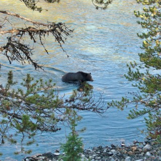 Yellowstone-Nationalpark. Grizzlybär im Yellowstone-Nationalpark. - Tier, Tiere, Bäume, Bar, Wasser, Ufer, Yellowstone River, Grizzlybär, Grizzly, Raubtier, Braunbär, Äste - (Lake, Yellowstone National Park, Wyoming, Vereinigte Staaten)
