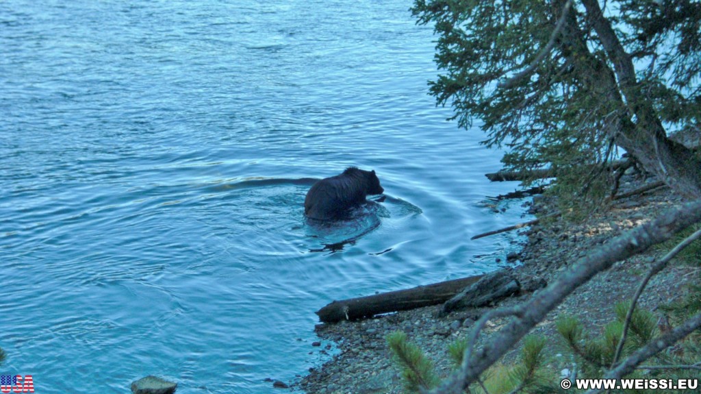 Yellowstone-Nationalpark. Grizzlybär im Yellowstone-Nationalpark. - Tier, Tiere, Bäume, Bar, Wasser, Ufer, Yellowstone River, Grizzlybär, Grizzly, Raubtier, Braunbär, Äste - (Lake, Yellowstone National Park, Wyoming, Vereinigte Staaten)