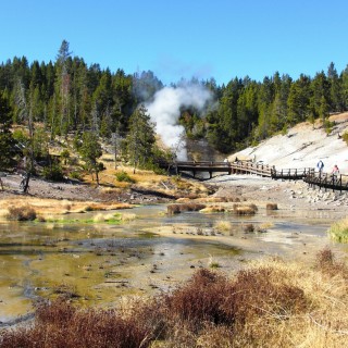 Yellowstone-Nationalpark. Mud Volcano Area - Dragons Mouth Spring - Yellowstone-Nationalpark. - Landschaft, Bäume, Exhalation, Wasserdampf, Dampfaustritt, Mud Volcano Area, Mud Volcano, Quelle, Dragons Mouth Spring, Holzsteg, Geländer, Holzgeländer - (Lake, Yellowstone National Park, Wyoming, Vereinigte Staaten)