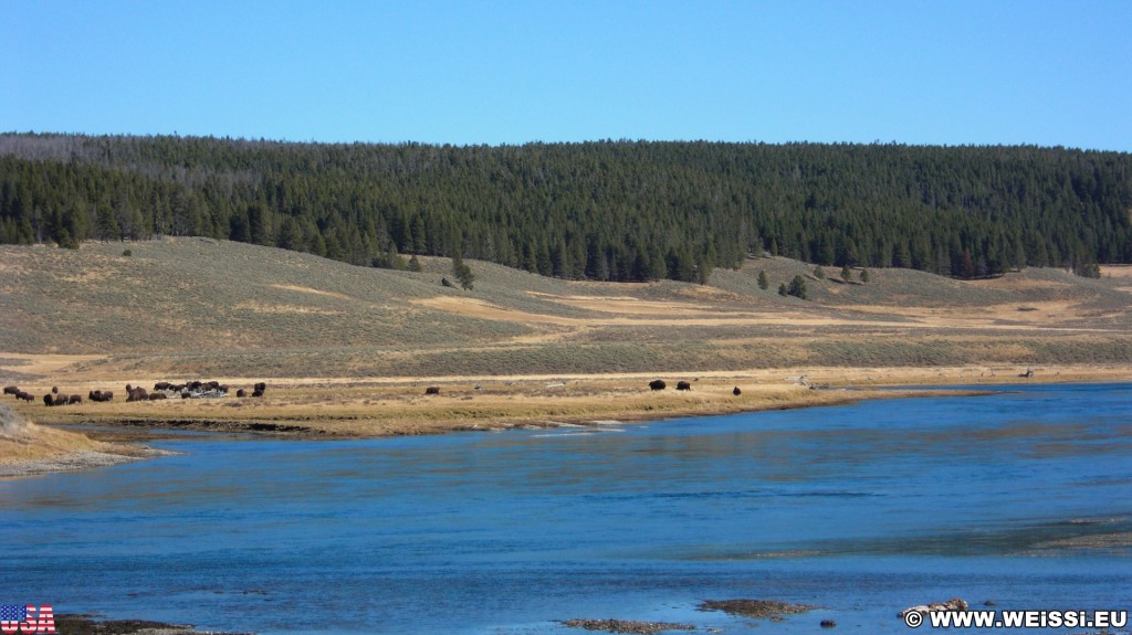 Yellowstone-Nationalpark. Hayden Valley - Yellowstone-Nationalpark. - Landschaft, Bäume, Tal, Wasser, Bisons, Herde, Yellowstone River, Hayden Valley - (Lake, Yellowstone National Park, Wyoming, Vereinigte Staaten)