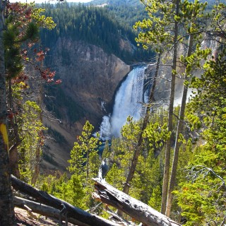 Yellowstone-Nationalpark. Lower Falls vom Lookout Point - Yellowstone-Nationalpark. - Bäume, Wasserfall, Wasserfälle, North Rim Drive, Lower Falls, Lookout Point - (Canyon Village, Yellowstone National Park, Wyoming, Vereinigte Staaten)