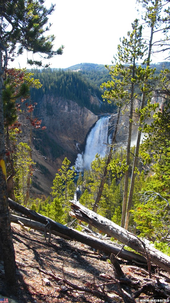 Yellowstone-Nationalpark. Lower Falls vom Lookout Point - Yellowstone-Nationalpark. - Bäume, Wasserfall, Wasserfälle, North Rim Drive, Lower Falls, Lookout Point - (Canyon Village, Yellowstone National Park, Wyoming, Vereinigte Staaten)