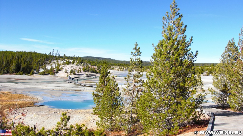 Yellowstone-Nationalpark. Porcelain Basin - Norris Geyser Basin - Yellowstone-Nationalpark. - Bäume, Norris Geyser Basin, Porcelain Basin - (Canyon Junction, Yellowstone National Park, Wyoming, Vereinigte Staaten)