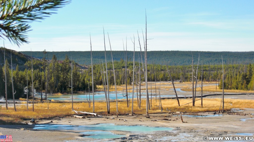 Yellowstone-Nationalpark. Porcelain Basin - Norris Geyser Basin - Yellowstone-Nationalpark. - Bäume, Holzsteg, Norris Geyser Basin, Porcelain Basin - (Canyon Junction, Yellowstone National Park, Wyoming, Vereinigte Staaten)