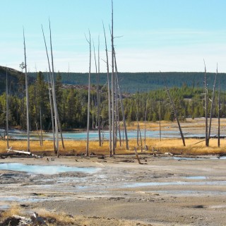 Yellowstone-Nationalpark. Porcelain Basin - Norris Geyser Basin - Yellowstone-Nationalpark. - Bäume, Holzsteg, Norris Geyser Basin, Porcelain Basin - (Canyon Junction, Yellowstone National Park, Wyoming, Vereinigte Staaten)