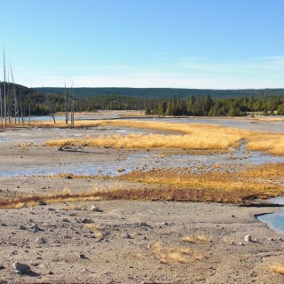 Yellowstone-Nationalpark. Porcelain Basin - Norris Geyser Basin - Yellowstone-Nationalpark. - Bäume, Holzsteg, Norris Geyser Basin, Porcelain Basin - (Canyon Junction, Yellowstone National Park, Wyoming, Vereinigte Staaten)