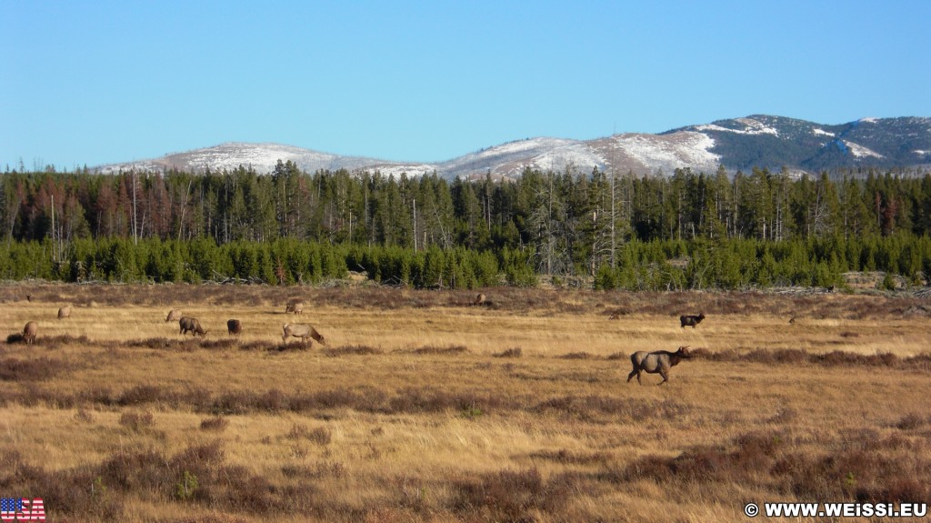 Yellowstone-Nationalpark. -  - (Mammoth, Yellowstone National Park, Wyoming, Vereinigte Staaten)