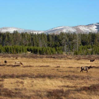 Yellowstone-Nationalpark. -  - (Mammoth, Yellowstone National Park, Wyoming, Vereinigte Staaten)