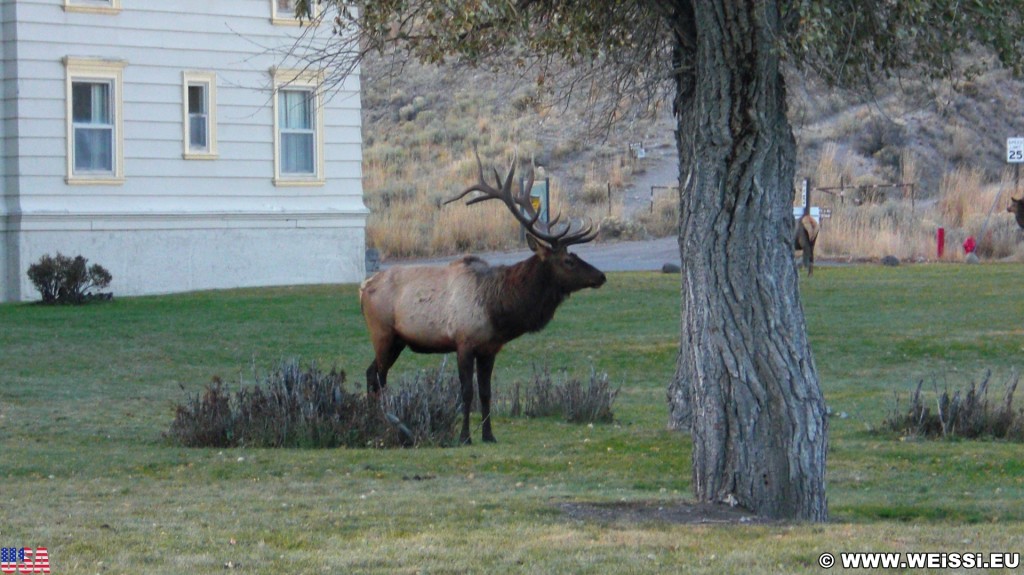 Yellowstone-Nationalpark. Mammoth Hot Springs. -  - (Mammoth, Yellowstone National Park, Wyoming, Vereinigte Staaten)