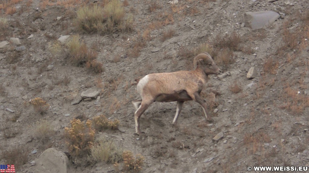 Bighorn sheep - Yellowstone-Nationalpark. - Tiere, Dickhornschaf, Schaf, Bighorn sheep, Hörner - (Rocky Mountain Trailer Park, Gardiner, Montana, Vereinigte Staaten)