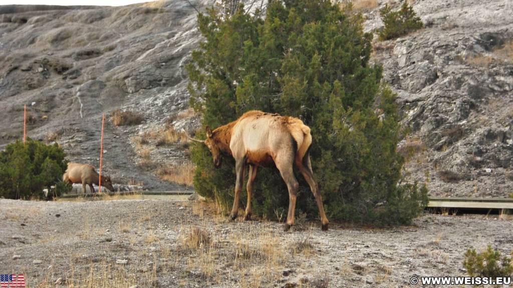 Wapiti - Yellowstone-Nationalpark. - Tiere, Hirsch, Mammoth Hot Springs, Elch, Elk - (Mammoth, Yellowstone National Park, Wyoming, Vereinigte Staaten)