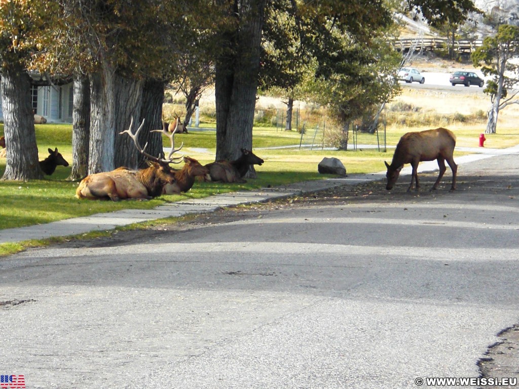 Yellowstone-Nationalpark. Mammoth Hot Springs - Yellowstone-Nationalpark. - Tiere, Bäume, Mammoth Hot Springs, Elk, Wapiti, Hirsche - (Mammoth, Yellowstone National Park, Wyoming, Vereinigte Staaten)