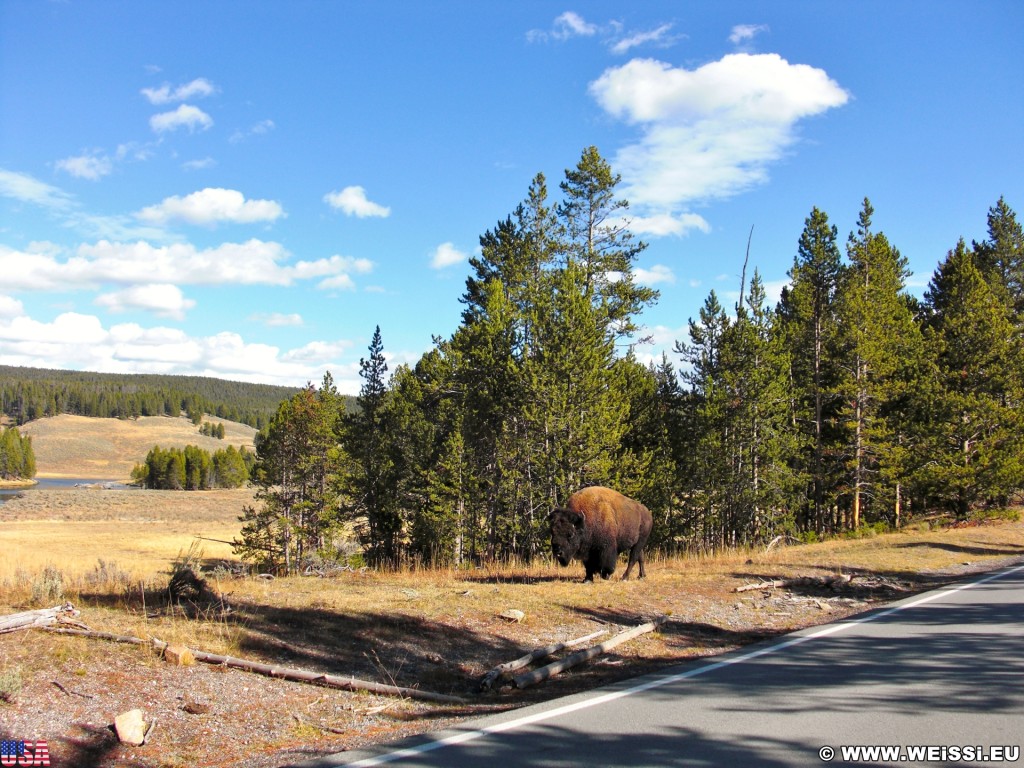 Yellowstone-Nationalpark. Yellowstone Buffalo im Hayden Valley - Yellowstone-Nationalpark. - Tiere, Bison, Büffel, Bisons, Yellowstone River, Hayden Valley, Yellowstone Buffalo - (Lake, Yellowstone National Park, Wyoming, Vereinigte Staaten)