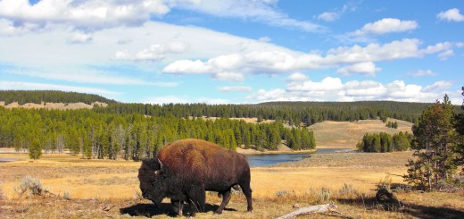 Yellowstone-Nationalpark. Yellowstone Buffalo im Hayden Valley - Yellowstone-Nationalpark. - Tiere, Bison, Büffel, Bisons, Yellowstone River, Hayden Valley, Yellowstone Buffalo - (Lake, Yellowstone National Park, Wyoming, Vereinigte Staaten)