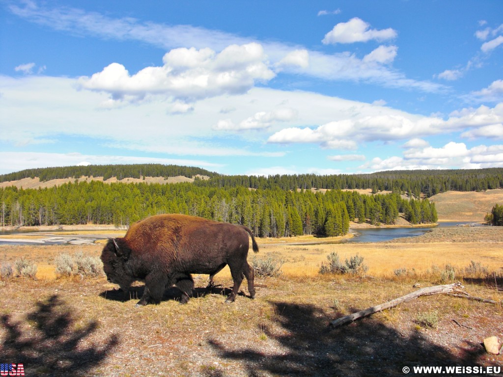 Yellowstone-Nationalpark. Yellowstone Buffalo im Hayden Valley - Yellowstone-Nationalpark. - Tiere, Bison, Büffel, Bisons, Yellowstone River, Hayden Valley, Yellowstone Buffalo - (Lake, Yellowstone National Park, Wyoming, Vereinigte Staaten)