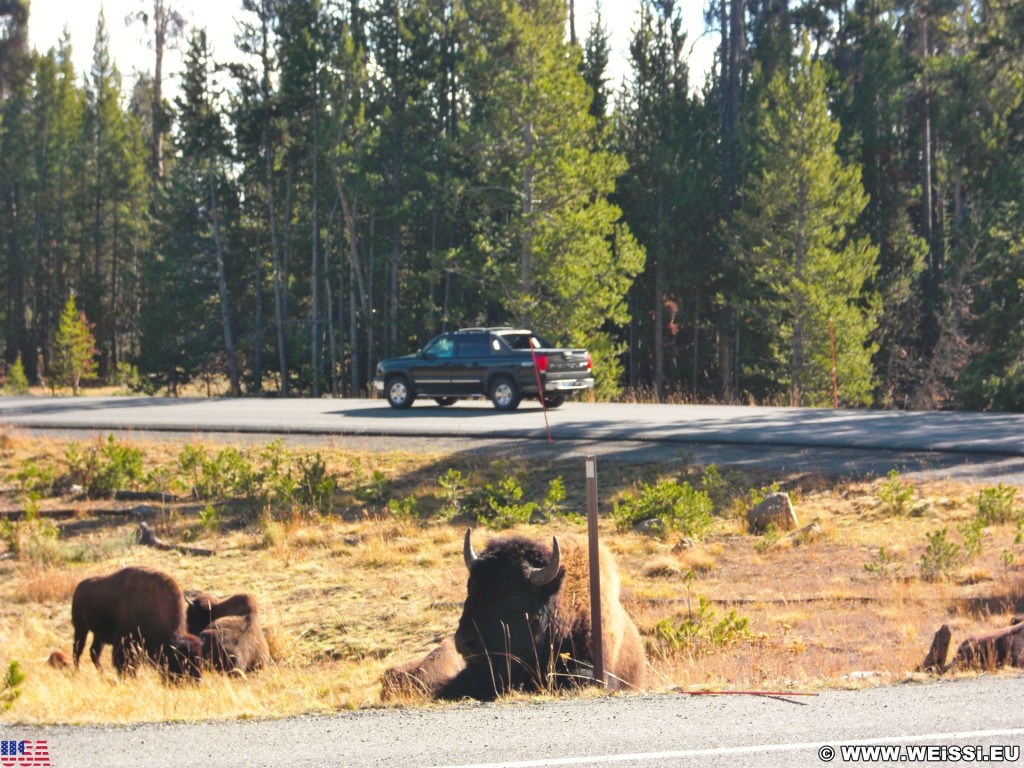 Yellowstone-Nationalpark. Yellowstone Buffalos an der Fishing Bridge Kreuzung - Yellowstone-Nationalpark. - Tiere, Bison, Büffel, Bisons, Fishing Bridge, Yellowstone Buffalo - (Lake, Yellowstone National Park, Wyoming, Vereinigte Staaten)