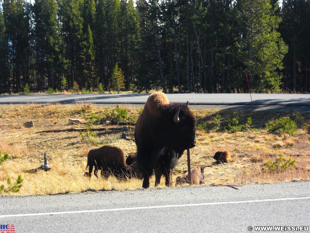 Yellowstone-Nationalpark. Yellowstone Buffalos an der Fishing Bridge Kreuzung - Yellowstone-Nationalpark. - Tiere, Bison, Büffel, Bisons, Fishing Bridge, Yellowstone Buffalo - (Lake, Yellowstone National Park, Wyoming, Vereinigte Staaten)