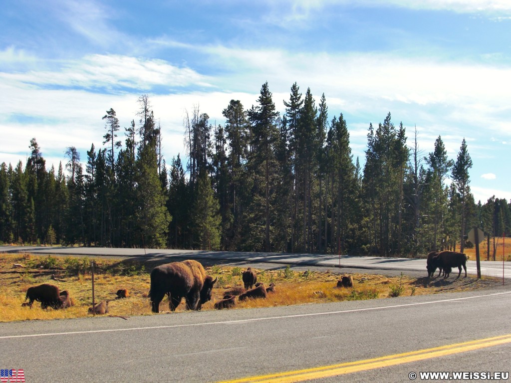 Yellowstone-Nationalpark. Yellowstone Buffalos an der Fishing Bridge Kreuzung - Yellowstone-Nationalpark. - Tiere, Bison, Büffel, Bisons, Fishing Bridge, Yellowstone Buffalo - (Lake, Yellowstone National Park, Wyoming, Vereinigte Staaten)