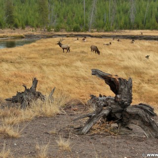 Yellowstone-Nationalpark. Wapiti-Herde am Gibbon River nahe der Madison Junction. - Tiere, Fluss, Hirsch, Herde, Wapiti, Madison, Gibbon River, Madison Junction - (Riverside, Yellowstone National Park, Wyoming, Vereinigte Staaten)