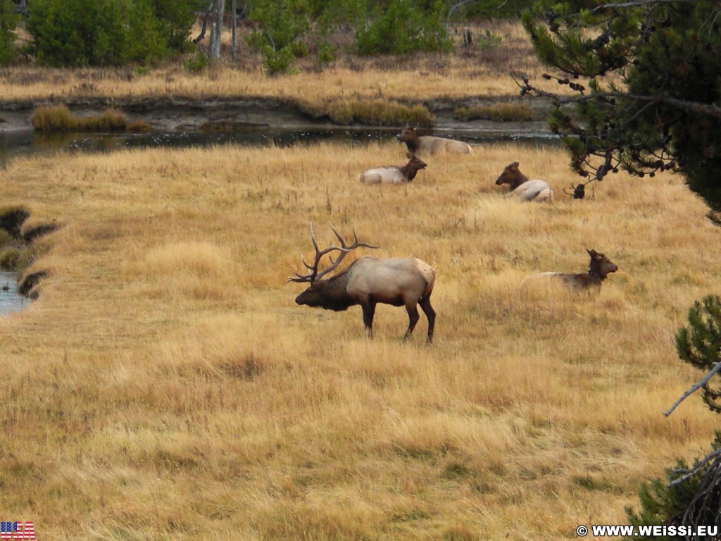 Yellowstone-Nationalpark. Wapiti-Herde am Gibbon River nahe der Madison Junction. - Tiere, Fluss, Hirsch, Herde, Wapiti, Madison, Gibbon River, Madison Junction - (Riverside, Yellowstone National Park, Wyoming, Vereinigte Staaten)