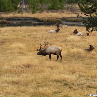 Yellowstone-Nationalpark. Wapiti-Herde am Gibbon River nahe der Madison Junction. - Tiere, Fluss, Hirsch, Herde, Wapiti, Madison, Gibbon River, Madison Junction - (Riverside, Yellowstone National Park, Wyoming, Vereinigte Staaten)