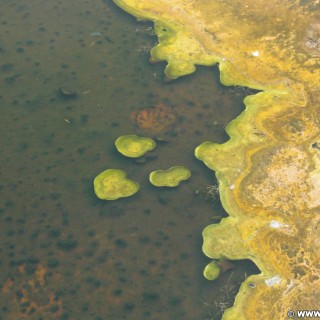 Yellowstone-Nationalpark. Old Faithful Area - South Section. - Upper Geyser Basin, Old Faithful Area, South Section, Upper Geyser Basin South Section, Geyser Hill, Lion Geyser, Lion Geyser Group - (Three River Junction, Yellowstone National Park, Wyoming, Vereinigte Staaten)