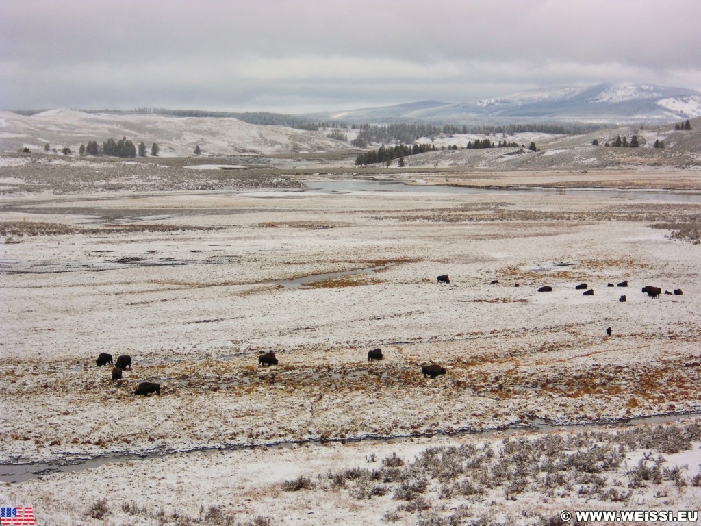 Yellowstone-Nationalpark. Buffalos im Hayden Valley. - Tiere, Bison, Büffel, Hayden Valley, Buffalos - (Lake, Cody, Wyoming, Vereinigte Staaten)