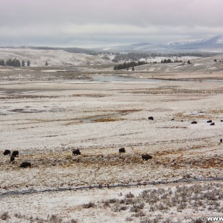 Yellowstone-Nationalpark. Buffalos im Hayden Valley. - Tiere, Bison, Büffel, Hayden Valley, Buffalos - (Lake, Cody, Wyoming, Vereinigte Staaten)
