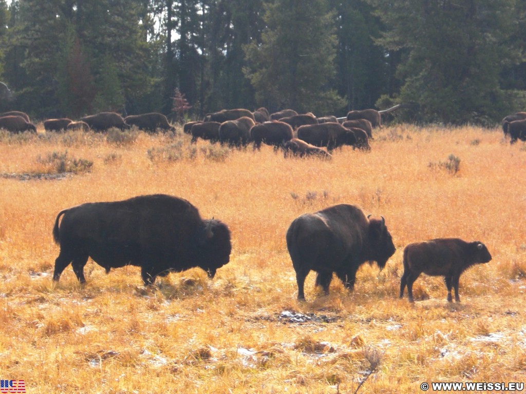 Yellowstone-Nationalpark. Buffalos an der Kreuzung Fishing Bridge. - Tiere, Büffel, Fishing Bridge, Buffalos - (Lake, Yellowstone National Park, Wyoming, Vereinigte Staaten)
