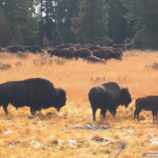 Yellowstone-Nationalpark. Buffalos an der Kreuzung Fishing Bridge. - Tiere, Büffel, Fishing Bridge, Buffalos - (Lake, Yellowstone National Park, Wyoming, Vereinigte Staaten)