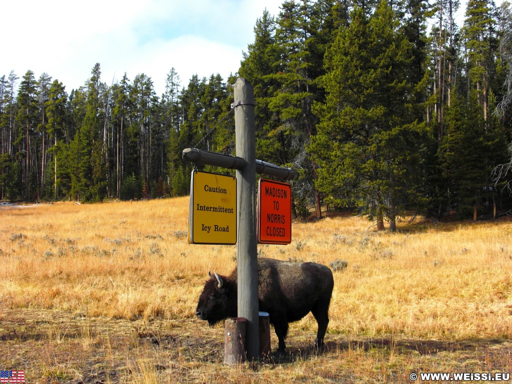 Yellowstone-Nationalpark. Buffalos an der Kreuzung Fishing Bridge. - Schild, Tafel, Ankünder, Tiere, Büffel, Fishing Bridge, Buffalos - (Lake, Yellowstone National Park, Wyoming, Vereinigte Staaten)