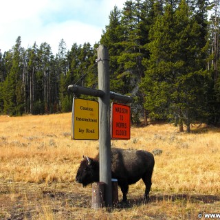 Yellowstone-Nationalpark. Buffalos an der Kreuzung Fishing Bridge. - Schild, Tafel, Ankünder, Tiere, Büffel, Fishing Bridge, Buffalos - (Lake, Yellowstone National Park, Wyoming, Vereinigte Staaten)